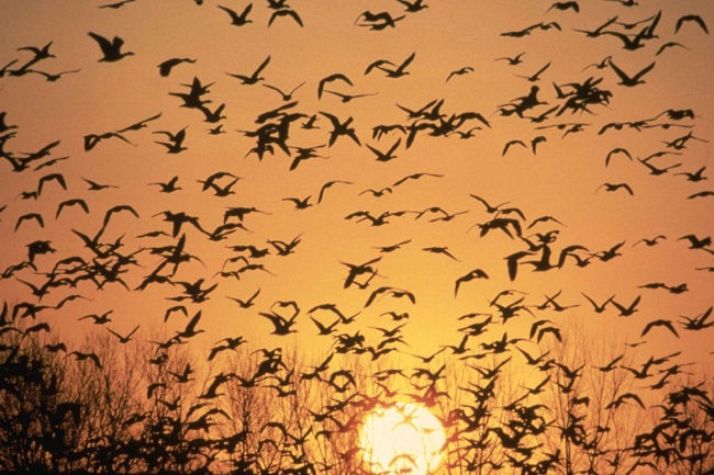 june 2019 executive director report bird strike