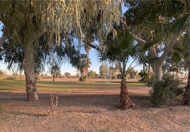 ajo airport and food drive grove